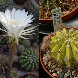 Echinopsis sp JL14-869.jpg